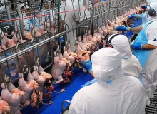 Gripe aviária expõe trabalhadores da indústria do frango a riscos negligenciados