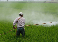 Aprovação automática de agrotóxicos em 60 dias aumenta o lucro e a produtividade