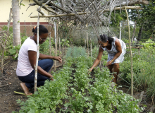Decisão do Supremo mantém direito de produção dos agricultores familiares