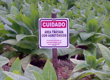 Agrotóxicos podem causar má formação congênita e puberdade precoce em bebês