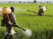 Com incentivo do governo, Brasil lidera uso de agrotóxicos que matam 184 por ano