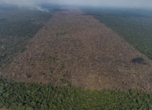 Em votação no Senado, ‘PL da Devastação’ enfraquece preservação ambiental