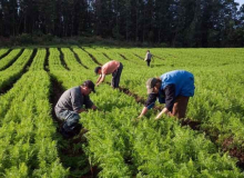 Governo reduz orçamento da agricultura familiar