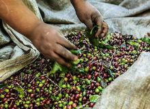 Multinacionais do café mantêm negócios com fazendas acusadas de trabalho escravo