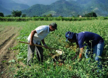 Câmara pode votar esta semana medidas emergenciais para ajudar agricultura familiar