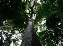 Lei do licenciamento ambiental entra em vigor com ações no STF