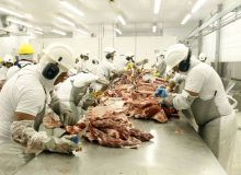 Agronegócio pode ter infectado até 400 mil trabalhadores no Brasil com coronavírus