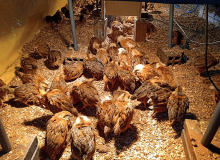 Camponeses conquistam agroindústria para beneficiamento de ovos orgânicos no RS