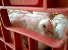 Crise na indústria da alimentação é culpa de Temer