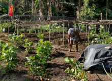 Agricultura familiar corre risco de extinção