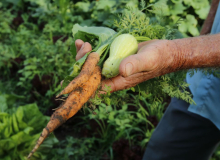 Em 8 anos, aquisição de alimentos e execução do orçamento do PAA caem mais de 90%