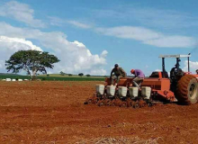 Goiás: Assentamento do MST alcança safra recorde de sementes