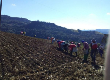 Agricultores de Alfredo Wagner iniciam plantio da Cebola sob tensão econômica