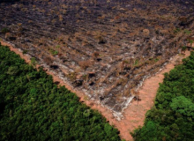 Estudo revela explosão da grilagem e do desmatamento na Amazônia