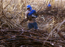 Brasil deixou de arrecadar R$ 2 bilhões com isenções a agrotóxicos em 2018