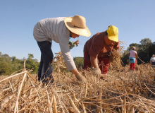 Temer não assenta nenhuma família e corta orçamento da agricultura familiar