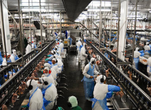 480 trabalhadores têm perda auditiva em frigorífico da MBRF, aponta fiscalização