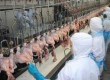 Frigoríficos demitem em massa e são multados por descumprirem leis trabalhistas