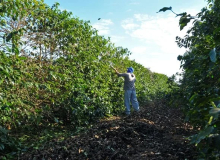 Entidade reafirma estudo sobre trabalho escravo no café de MG