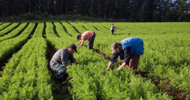 Voz do Trabalhador – 25 de maio, dia do trabalhador rural: muito a comemorar, mas também a reivindicar
