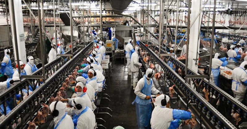 480 trabalhadores têm perda auditiva em frigorífico da MBRF, aponta fiscalização – CUT